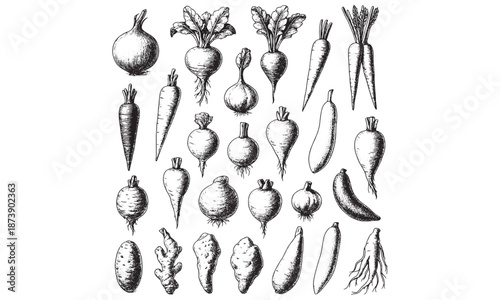 Vintage Vegetable Illustrations Set: Carrots, Beets, Onions, Radishes for Food Design & Farming Concepts