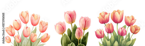 Spring tulip collection featuring watercolor florals in vibrant colors. Isolated botanical illustrations ideal for seamless patterns, borders, and decorative prints. Vector illustration.