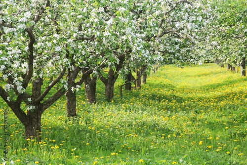 Blossoming apple trees in the botanical garden of Moscow State University	