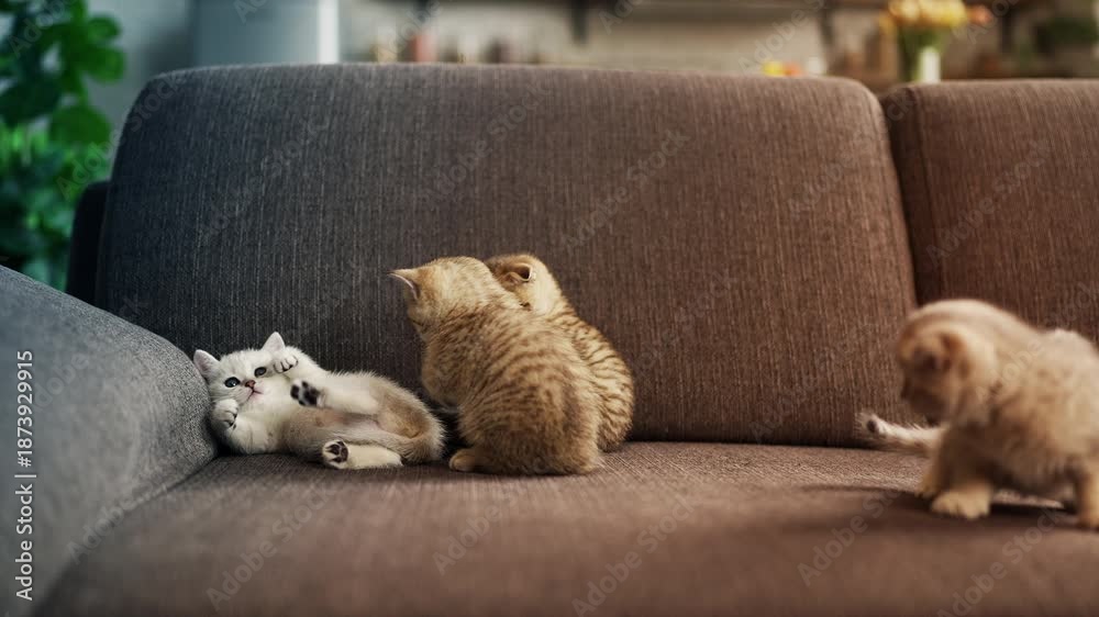custom made wallpaper toronto digitalFour adorable purebred kittens playing together on couch, cute pet friends
