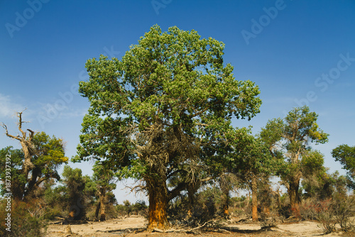 Tableau sur toile Ancient Populus Euphratica Desert Poplar Trees Standing in the Arid Wilderness o