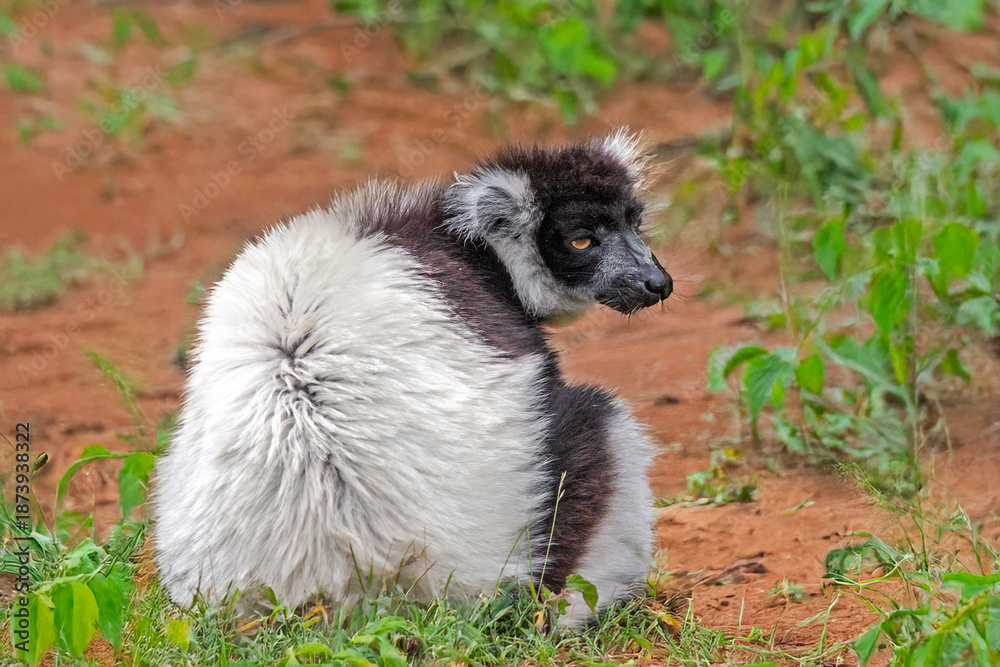 Naklejka premium Vari noir et blanc en profil