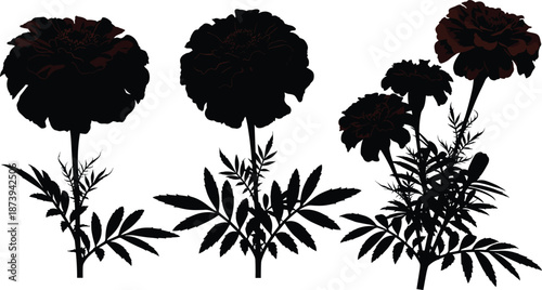 Black silhouette set featuring various marigold plant growth stages including single stalks, small clusters, garden shrubs, and flowering herbal bushes