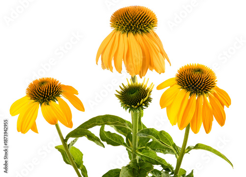 Tableau sur toile Yellow  coneflowers plants