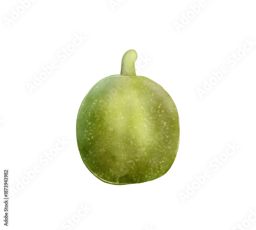 Fotografija Green walnut in husk watercolor illustration on white background, whole unripe nut with smooth green peel and natural form, used for food packaging, labels, menus, botanical sets and culinary design