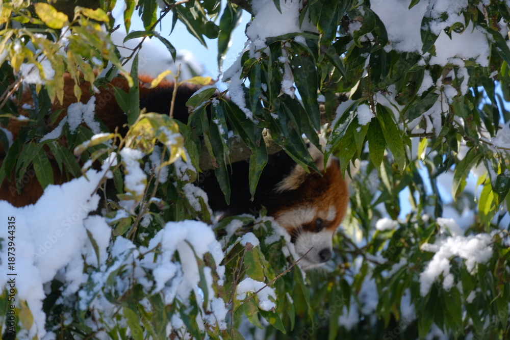 Obraz premium cat on a tree