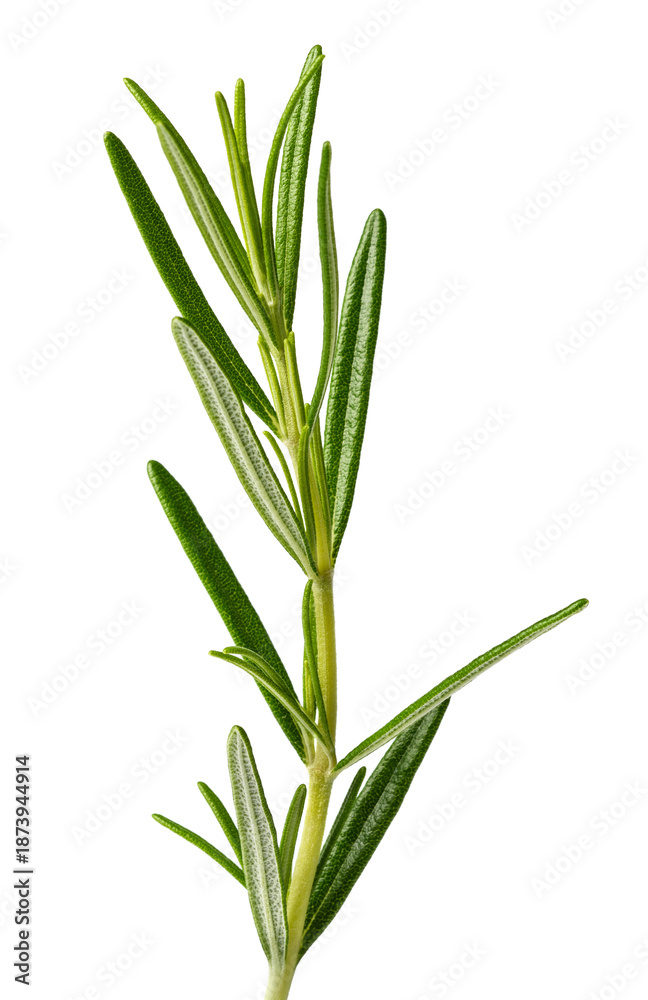 Obraz premium Rosemary sprig