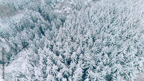Snow covered forest landscape, coniferous trees, Germany, ecosystem woodland, travel and environment, cold frosty temperature in winter, aerial view
