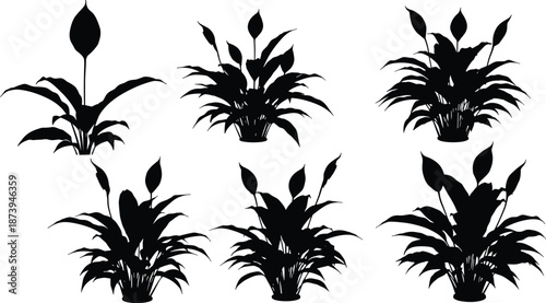 Black silhouette set featuring various peace lily houseplant growth stages with elegant pointed leaves and blooming white spathe flower buds