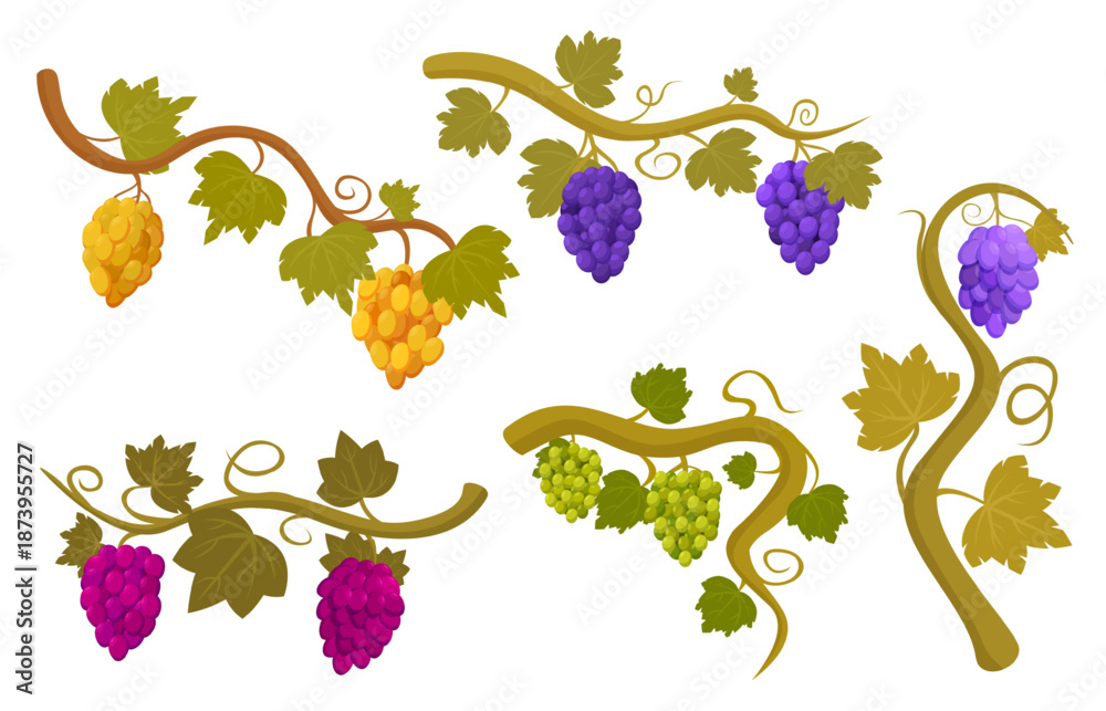 Fototapeta premium Vine grape. Red purple yellow green grapes bunches on branches with leaves. Wine production, seasonal harvest, agriculture. Natural fresh fruits sapid vector set