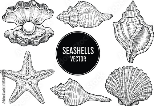 Black and white illustration of various seashells and starfish on white background