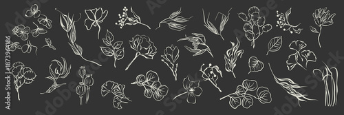 White contour line drawing set of ink hand drawn dry flowers on dark background. Organic plants and leaves as a floral decoration design element. Botanical set.