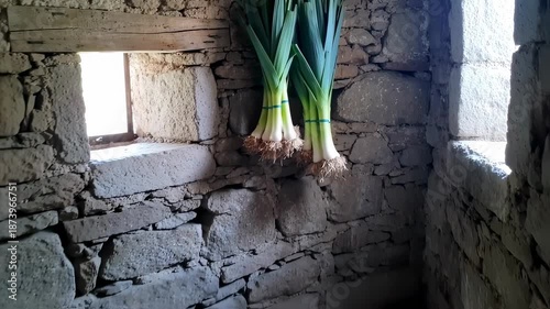 Freshly Harvested Leeks Drying in Rustic Stone Pantry of Rural European Home