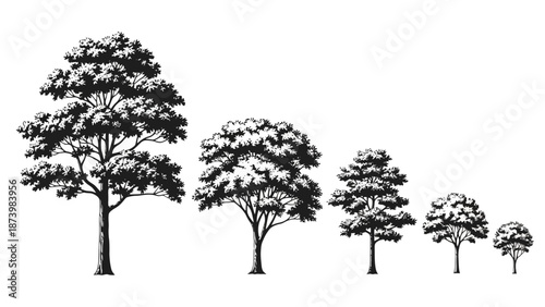 A series of six stylized black and white illustrations of trees, decreasing in size from left to right.