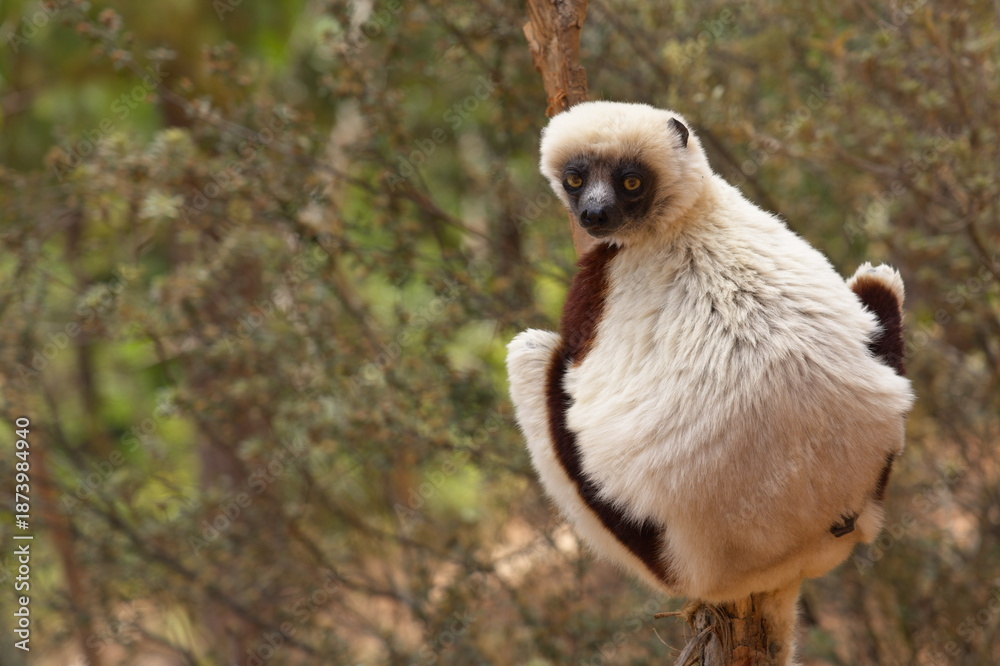 Fototapeta premium Verreaux's sifaka on the tree