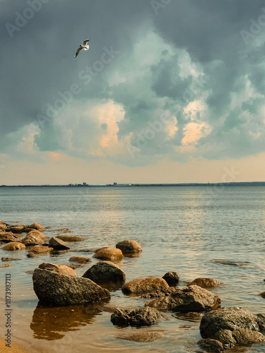 Seagulls sitting on a rocky shore at sunset on the Baltic Sea. High quality photo