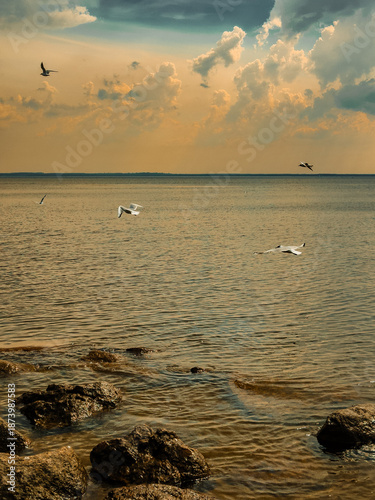 A picturesque golden sunset on the Baltic Sea, seagulls soaring over the rocky shore and calm water. High quality photo
