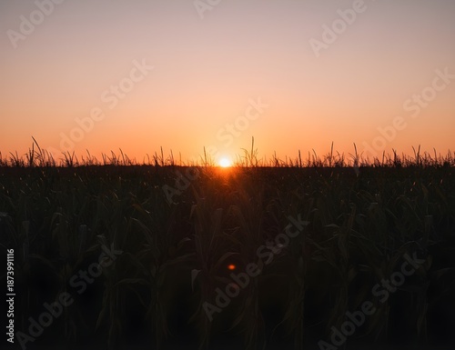 sunset in the field