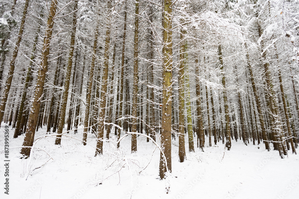 Fototapeta premium trekking in snovy winter forest