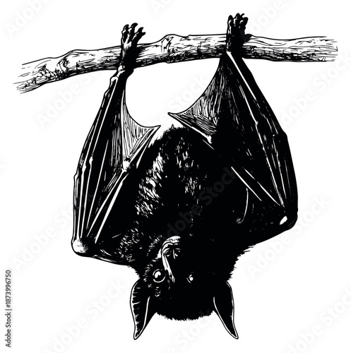Hand drawn line art illustration of a bat depicting hanging upside down from a tree branch for Halloween and nature concepts