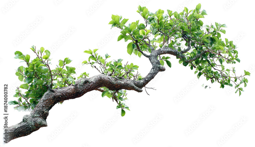 Fototapeta premium Close-up of a small, sculpted tree branch with green leaves, isolated on a black background