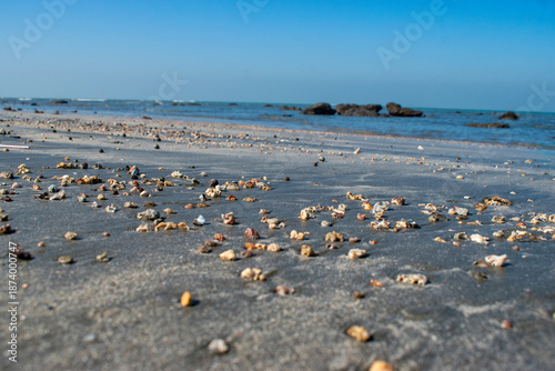 sea beach with lots of coral colorful conch shell