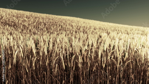 Tableau sur toile A sprawling field displays tall grains gently rustling in the breeze during a tranquil sunset