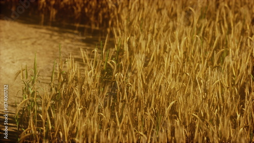 Bild auf Leinwand Golden stalks of grain stretch across the fields illuminated by the late summer sun
