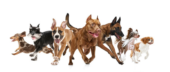 Composition of group of different dog breeds running together isolated on white background. Concept of pet care marketing, animal insurance visuals, adoption campaigns, and active pet lifestyle.
