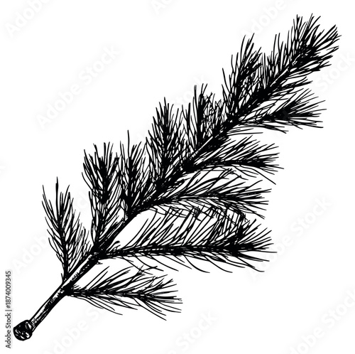 Hand drawn line art illustration of a pine branch depicting detailed needles for winter and holiday designs