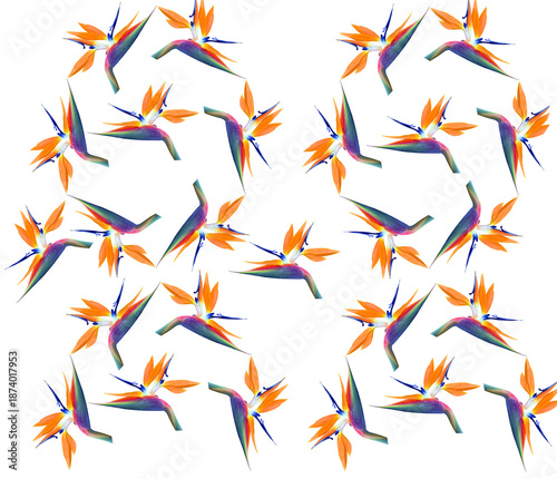 Bird of paradise flower pattern