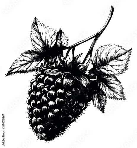 Hand drawn illustration of a blackberry depicting fresh fruit for healthy food design