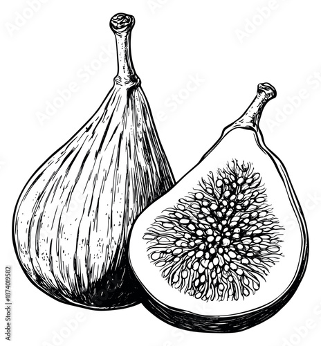Hand drawn line art illustration of figs depicting one whole and one half fruit for culinary and health projects