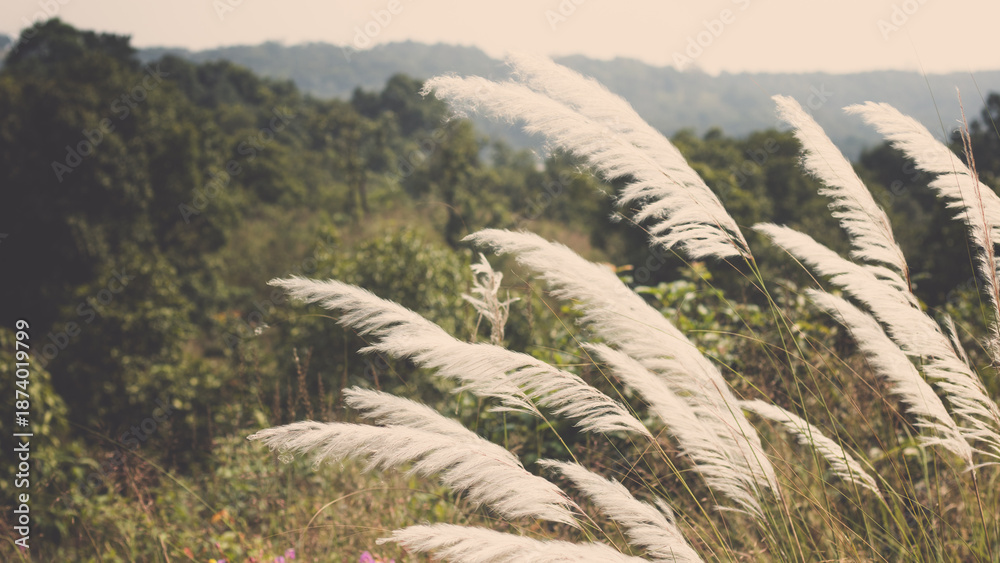 Fototapeta premium Waves of grass sway in the wind at a rural location during the afternoon light