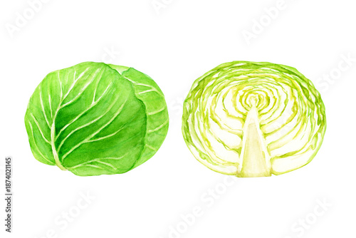 Foto キャベツ　野菜 断面　水彩 イラスト