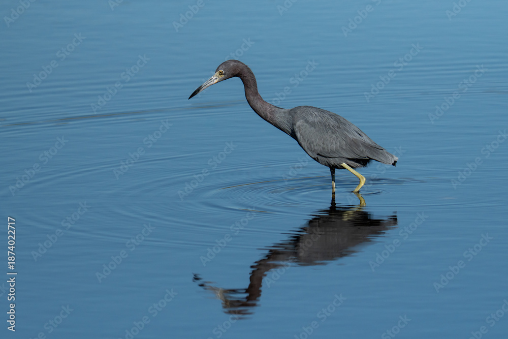 Obraz premium Little Blue Heron Walking Through Calm Blue Water