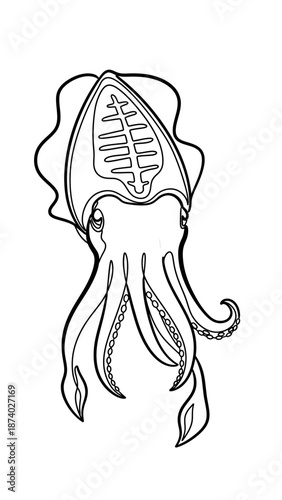  Squid Line Art Illustration Vector 