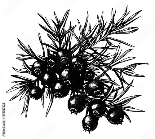 Hand drawn line art illustration of juniper branch depicting ripe berries for botanical design
