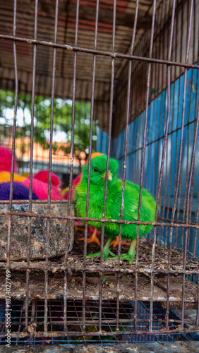 Foto sale of chickens at the market