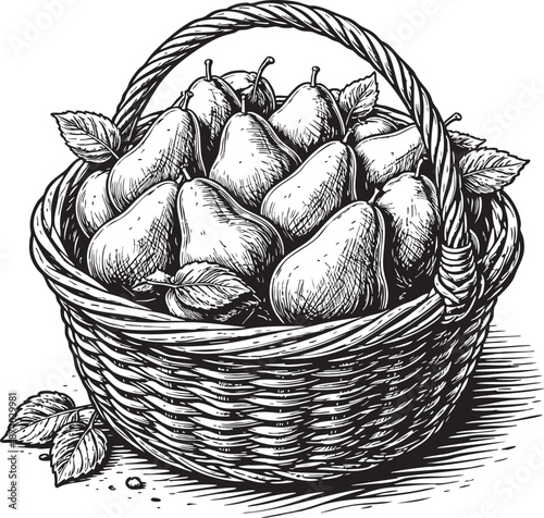 Pear basket linocut etching illustration vintage fruit harvest wicker basket black and white engraving style for packaging labels and retro food branding