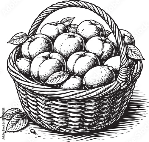 Apple basket linocut etching illustration classic fruit wicker basket black and white vintage engraving for label packaging design