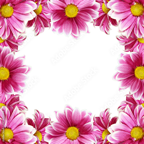 Pink chrysanthemum flowers ...