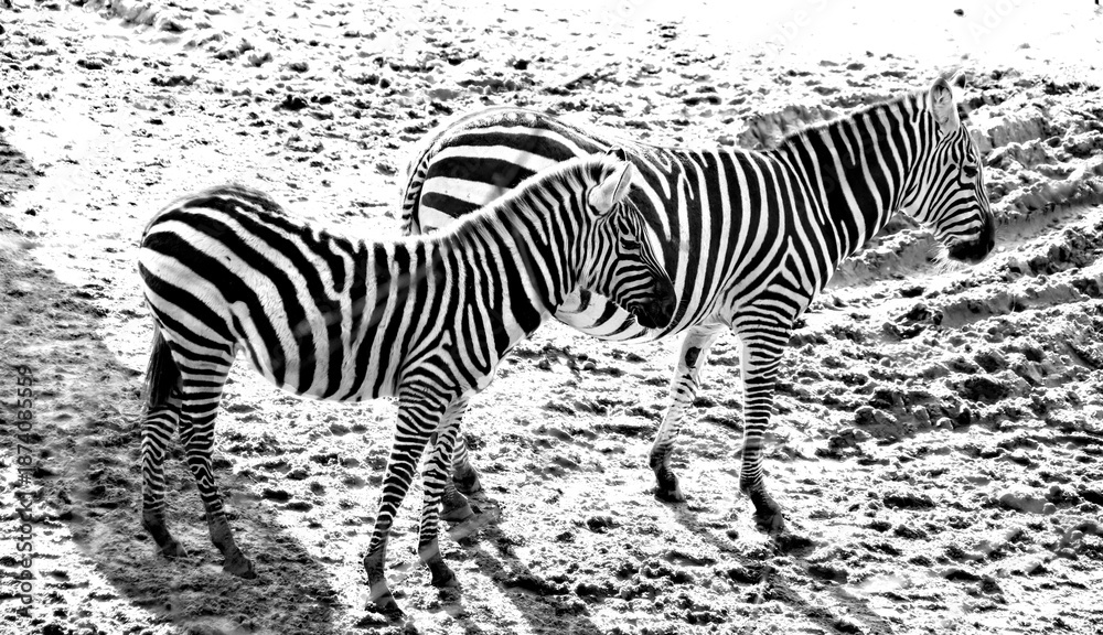 Fototapeta premium zoo zebra schwarz weiß