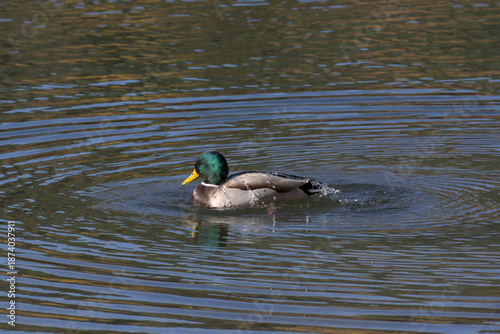 Ánade real (Anas platyrhynchos) nadando y zambulléndose con gotas de agua sobre el plumaje.