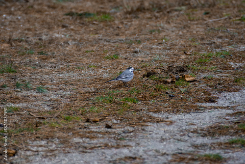 Lavandera (Motacilla alba) 