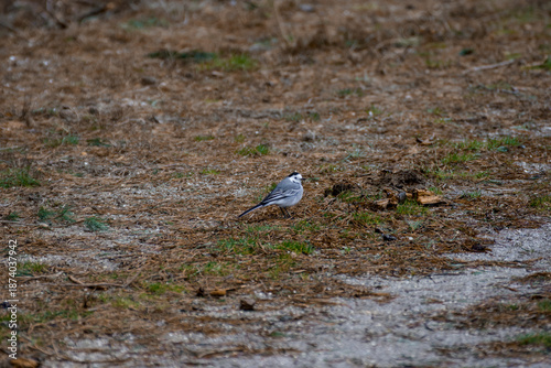 Lavandera (Motacilla alba) 
