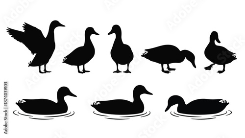 Set of black duck silhouettes in various poses, swimming and standing