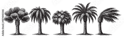A vintage black and white illustration showcases a diverse collection of five palm trees with intricate line work against a clean white background, perfect for tropical design elements.