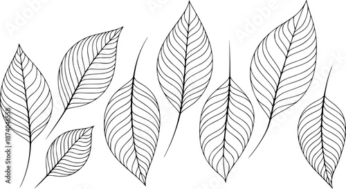 Black and white of various stylized leaves with intricate vein patterns a white background leaf nature