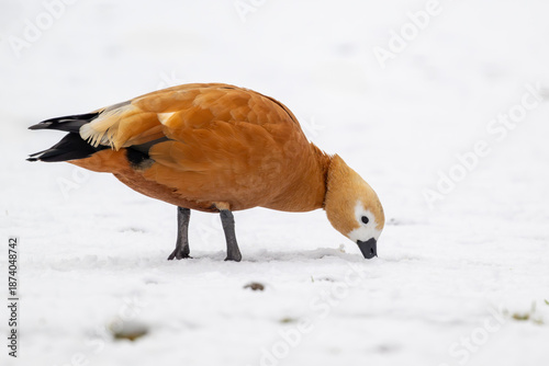 Winterliche Szene – Nahaufnahme einer Rostgans bei der Nahrungssuche unter der Schneedecke
